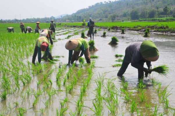 kendala menanam padi secara manual