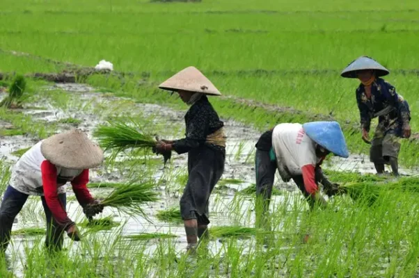 kendala menanam padi secara manual
