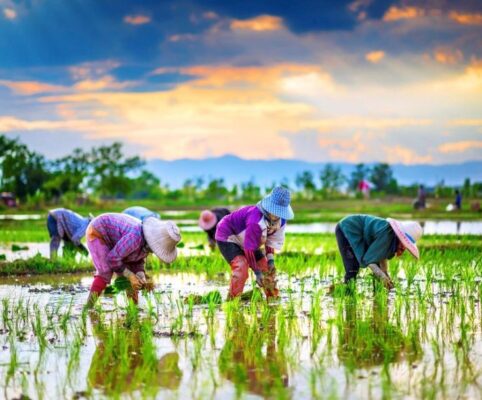 Kendala Menanam Padi Secara Manual dan Solusinya