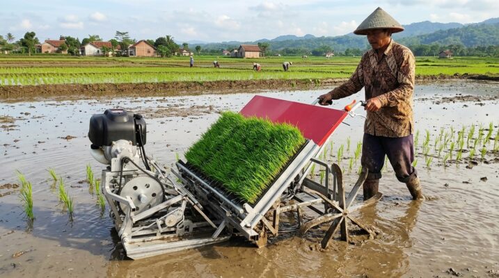 perbedaan rice transplanter model tarik dan otomatis